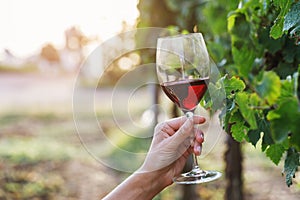 Glass of red wine in hand on grapevine background