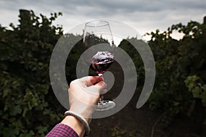 A glass of red wine in the hand of a guy on the background of a vineyard