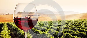 Glass of red wine in sunny vineyard landscape