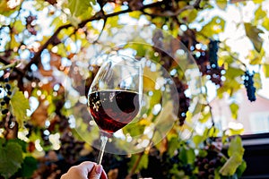 glass with red wine on a wooden barrel in the vineyard