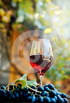 glass with red wine on a wooden barrel in the vineyard