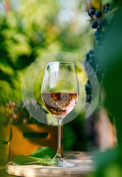 glass with red wine on wooden barrel in the vineyard