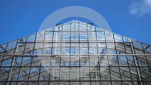 The glass roof of the vegetable greenhouse.