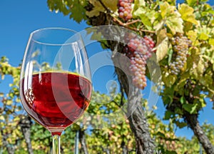 Glass of rose wine in man hand and cluster of grapes on vine at the background