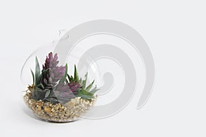 Glass round florarium with green plants and stones for design on white background