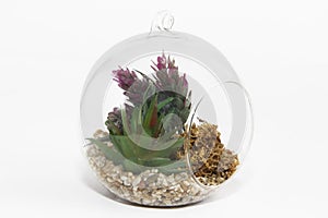 Glass round florarium with green plants and stones for design on white background