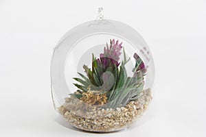 Glass round florarium with green plants and stones for design on white background