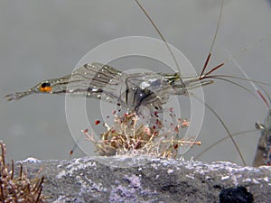 Glass shrimp