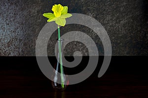 Glass Single Flower Vase with Single Daffodil Flower on a Wooden Table Top