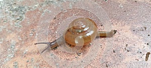 Glass snail with spiral shell gastropod mollusk photo