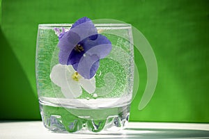 Glass of sparkling water with two flowers of violets of blue and white on a green background