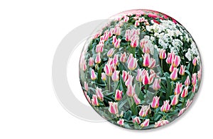 Glass sphere with red white tulips on white background