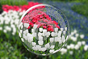 Glass sphere reflecting red white tulips and blue grape hyacinths