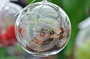 Glass Sphere Terrarium photo