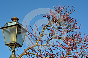 A glass street light is seen beside a tree covered in pink flowers and a blue sky