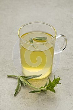 Glass of tea with a twig of fresh green ironwort