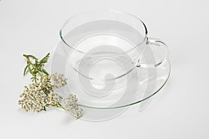 Glass Teacup and yarrow blossom