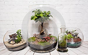 Glass terrariums with plants