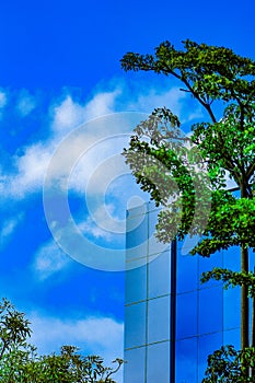 Glass tower building surrounded by trees