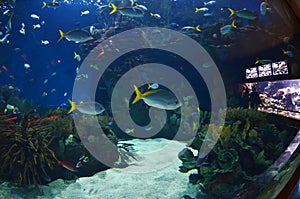 Glass tunnel in L'Oceanografic aquarium