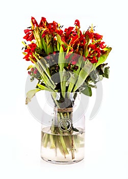 Glass vase of dead and dying tulip flowers with a white background