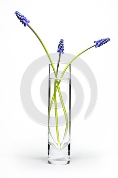 Glass Vase and Grape Hyacinths