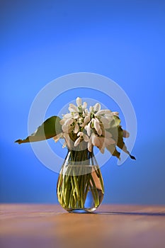 A glass vase with a lot of snowdrops flowers against blue background
