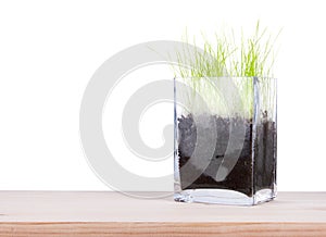 Glass vase with a young fresh green grass