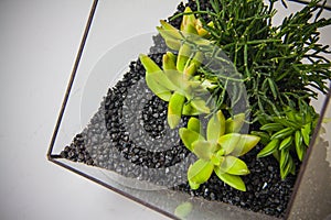 Glass vases with green cactuses