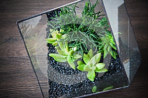 Glass vases with green cactuses