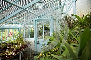 Blue painted glass walled greenhouse with lots of plants and flowers, indoor. photo