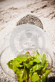 glass with water and mint