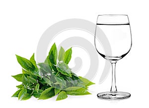 Glass of water and tea leaves on white background