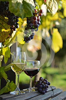 A glass of white wine. A bottle of wine. Vinnic. Ripe grape wine. Dark red grapes. Vineyard. Wine cellar.