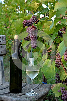 A glass of white wine. A bottle of wine. Vinnic. Ripe grape wine. Dark red grapes. Vineyard. Wine cellar.