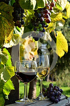 .A glass of white wine. A bottle of wine. Vinnic. Ripe grape wine. Dark red grapes. Vineyard. Wine cellar.