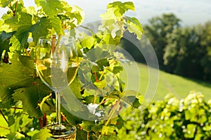 Glass of white wine exposed towards the sun,