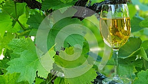 A Glass of White Wine among Grapevine Leaves