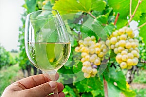 Glass of white wine in man hand and cluster of grapes on vine at the background