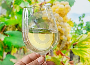 Glass of white wine in man hand and cluster of grapes on vine at the background