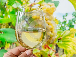 Glass of white wine in man hand and cluster of grapes on vine at the background