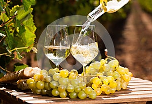 Glass of White wine ripe grapes and bread on table in vineyard