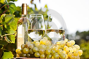 Glass of White wine ripe grapes and bread on table in vineyard