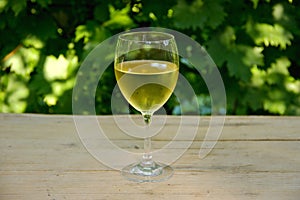Glass of White Wine with Vineyard in Background