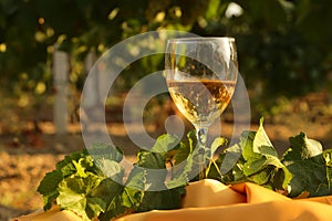 Glass with white wine in vineyard on old table. Vineyard at sunset. White wine glass, wine bottle and white grape on wood table