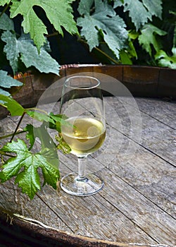 Glass of white wine on vintage old wooden barrel with grape leaves in the vineyard of Tenerife,Canary Islands,Spain.