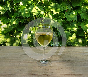 Glass of White Wine with Woodbind in Background