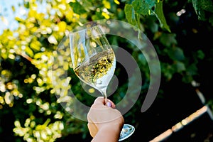 glass with white wine on a wooden barrel in the vineyard