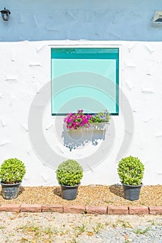 glass window on white wall with flower pot
