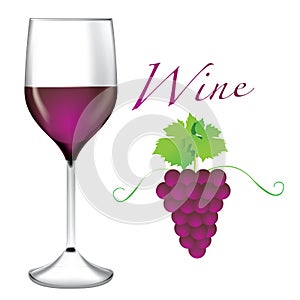 Glass of wine - Bunches of grapes vector